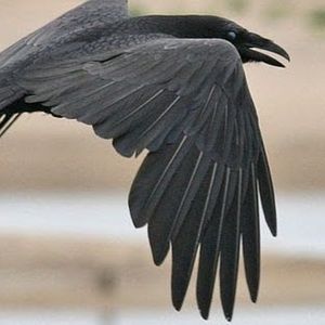 Meet your Posher, Corbin